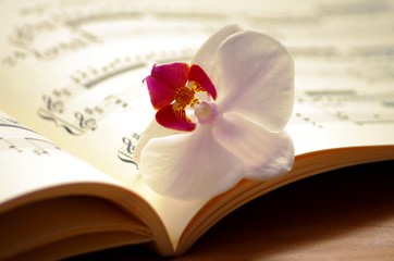 Noten mit Orchidee