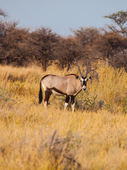 Naklejka na ściany i meble Gemsbok antelope in the yellow grass