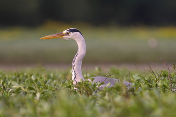 Héron cendré aux aguets 2