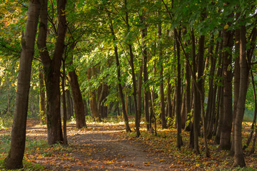 A path in autumn forest