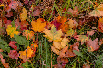 Maple leaves on the ground