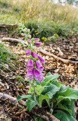 Digitalis purpurea (foxglove, common foxglove, purple foxglove, lady's glove) on Rownica mountain in Silesian Beskids, Poland. Vertical image, nobody.