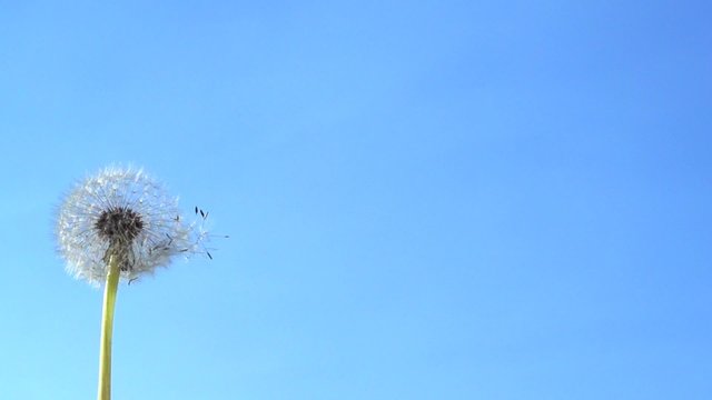 The wind blows away dandelion seeds. Slow motion 240 fps.