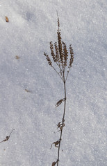 Hoarfrost on the plants in winter field