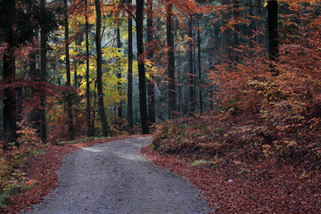 Jesienny Bukowy Las