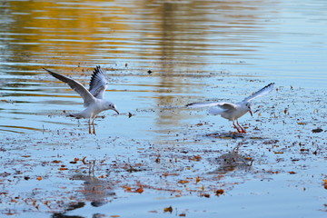 Mouettes en vol, automne