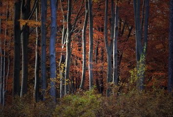 Jesienny Bukowy Las © Wojciech Lisiński