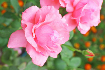 Beautiful pink roses in garden, close up