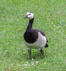 barnacle goose