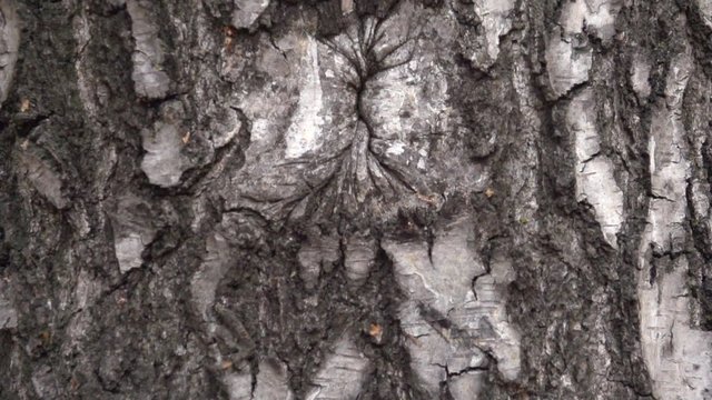 the bark of an old tree. birch bark. the bark of an old tree.