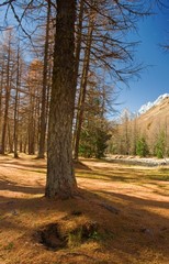 veduta del monte bianco dalla radura con i larici