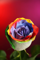 Fototapeta na wymiar Beautiful painted rose on red-purple background