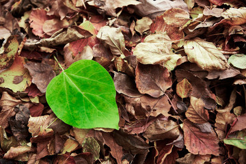 Green fresh leave on brown dry dead leaves makes a dissonance
