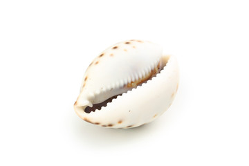 Sea shell isolated on white