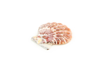 Sea shell isolated on white