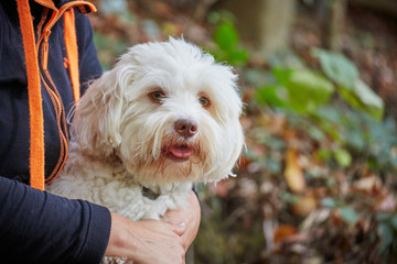 White havanese dog in forrest on sunny autumn day