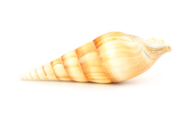 Sea shell isolated on white