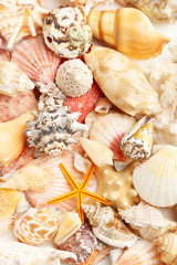 Sea shells background, close up