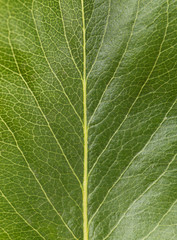 Green leaf background, close up