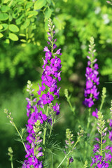 Obraz premium Beautiful spring flowers in the garden