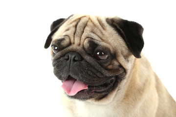 Funny pug dog on a white background