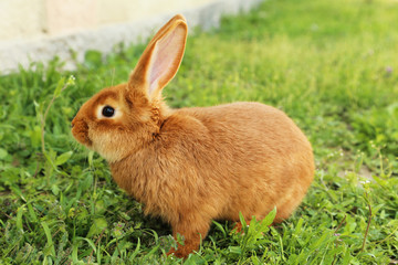 Young red rabbit on grass