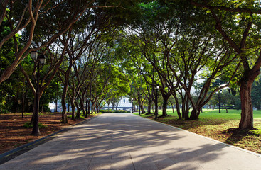 Autumn alley with trees