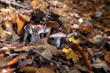 funghi sotto tappeto di foglie