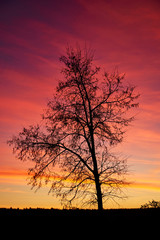 Fototapeta na wymiar Black tree contour in back sunset purple and red light 