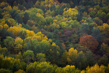 Obraz premium The autumn forest from above