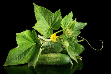 Few fresh raw gherkins with flower isolated on black