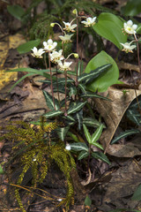Spotted wintergreen flowers, summertime in Belding Preserve, Vernon, Connecticut.