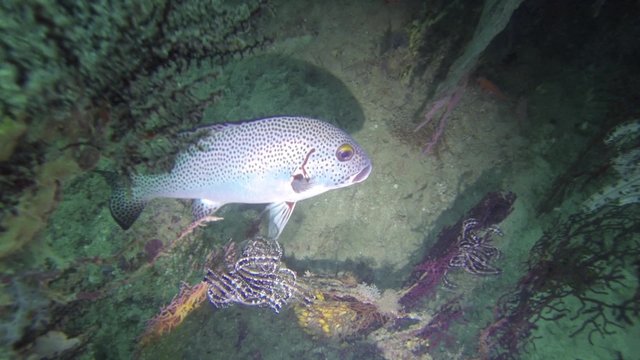 colorful fish on coral reef
