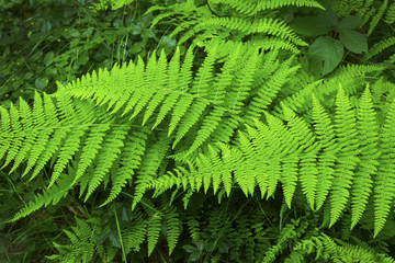 Green fronds of hayscented fern, Belding Preserve, Vernon, Connecticut. © duke2015