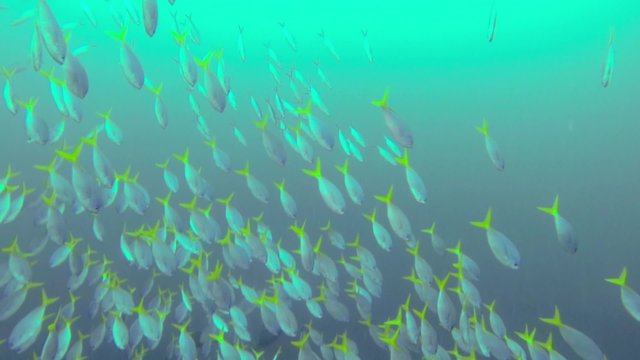 colorful fish on coral reef
