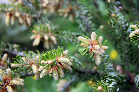 Pine / Branch with young cones and pine needles