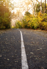 Autumn scene with road in forest