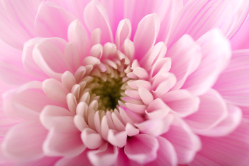 Tender pink chrysanthemum, macro