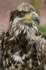 Young Bald Eagle sits