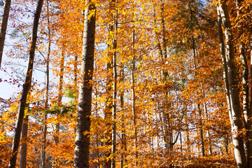 Beautiful morning in the misty autumn forest with sun rays
