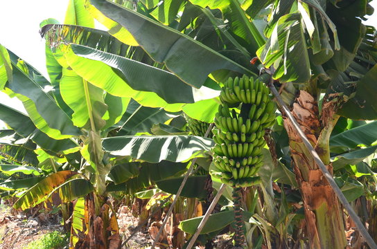 Banany na plantacji na Teneryfie