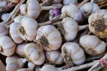 Fresh white and purple garlic in bulk at the farmers market