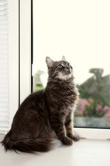 Beautiful grey cat on window board, close up