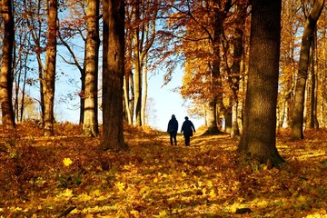 Mature couple walking in colorful autumn park, path cover by yellow orange leaves
