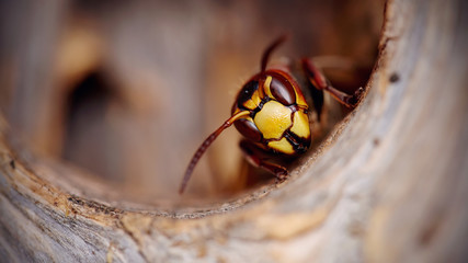Portrait of a big wasp - a hornet