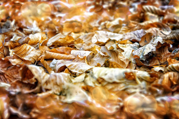 Background foliage