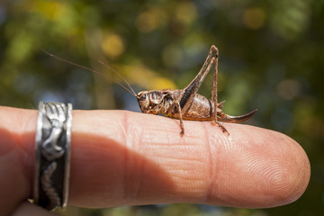 Grillo storpio adagiato sul dito di una mano. Sfondo verde sfocato , bokeh 
