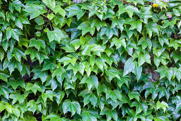 green leaves