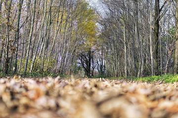 Trees and fields in autumn