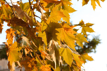 Maple leaves on blue sky background
